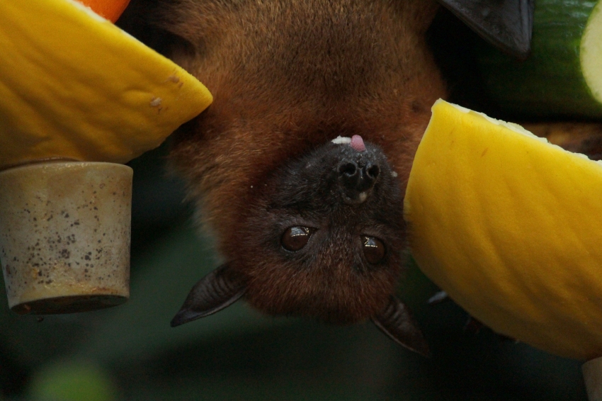 Night of Bats in Fogars de la Selva