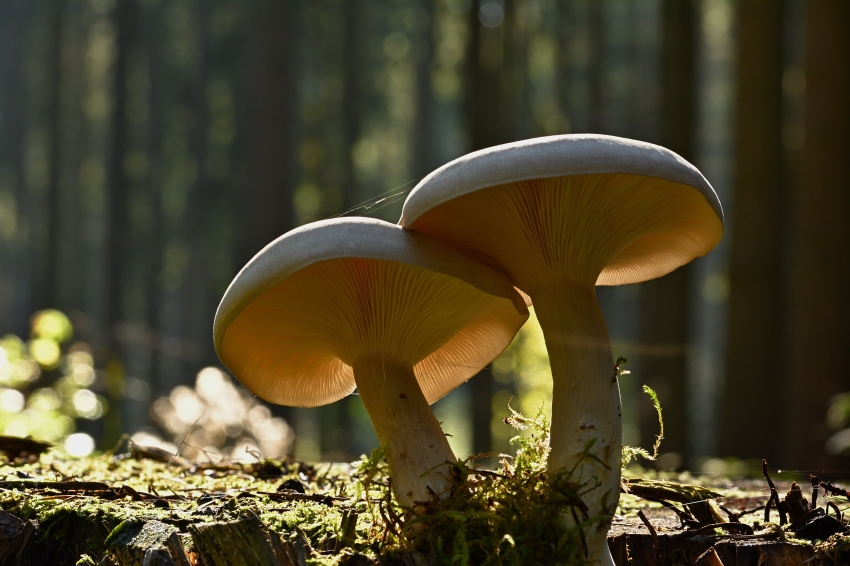 Promenade guidée: «Les champignons cachés» à Fogars de la Selva