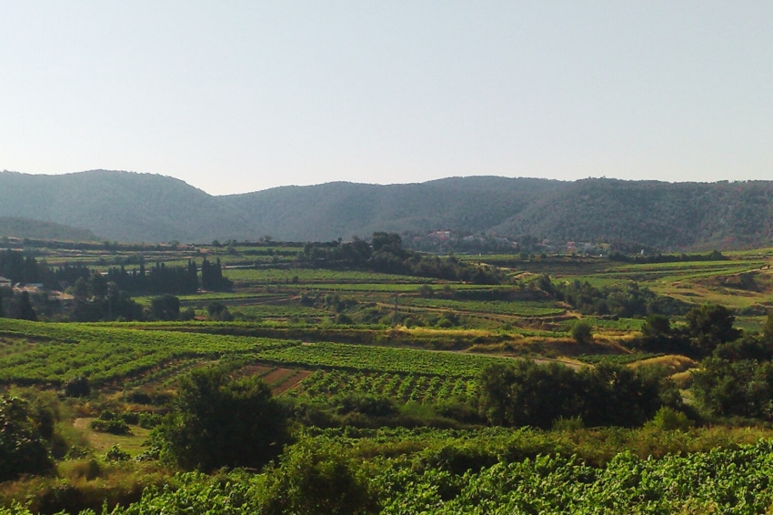 Guided walk during the Harvest period to Subirats