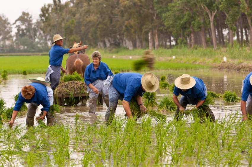 Planté de riz des Terres de l'Ebre