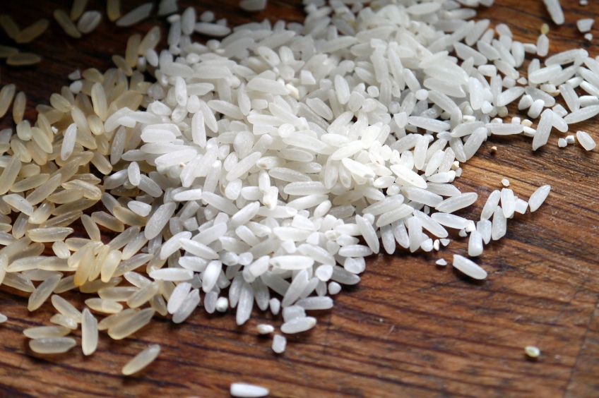 Sega tradicional del arroz de Pals
