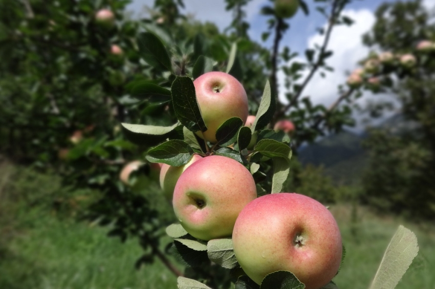 Setmana BIO Berguedà