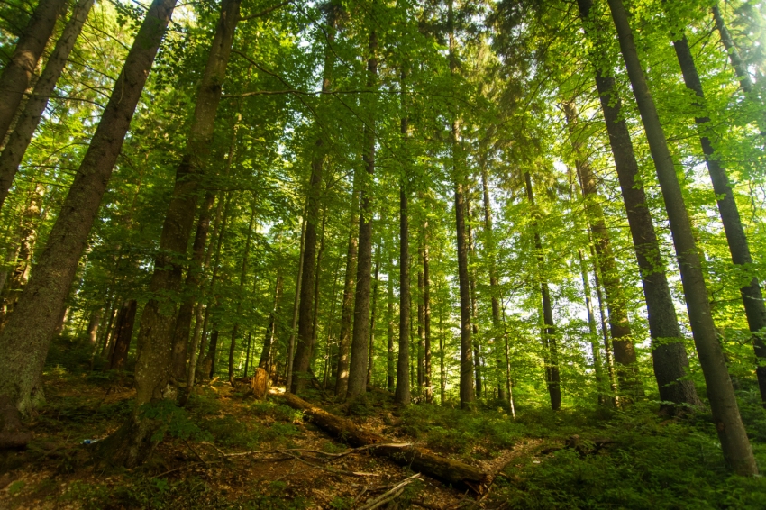 Semana de la Naturaleza en Tiurana