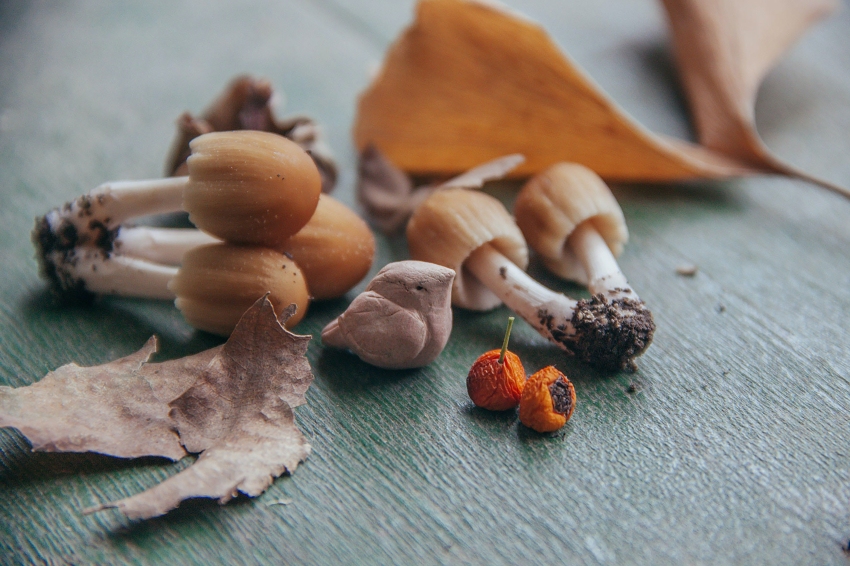 Cuisine d'Automne et Champignons à Terrassa