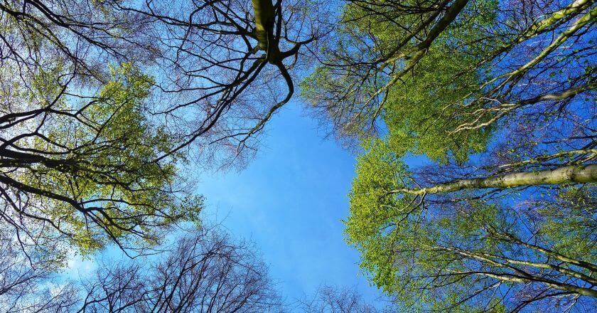 21 de marzo, Día Mundial del Árbol