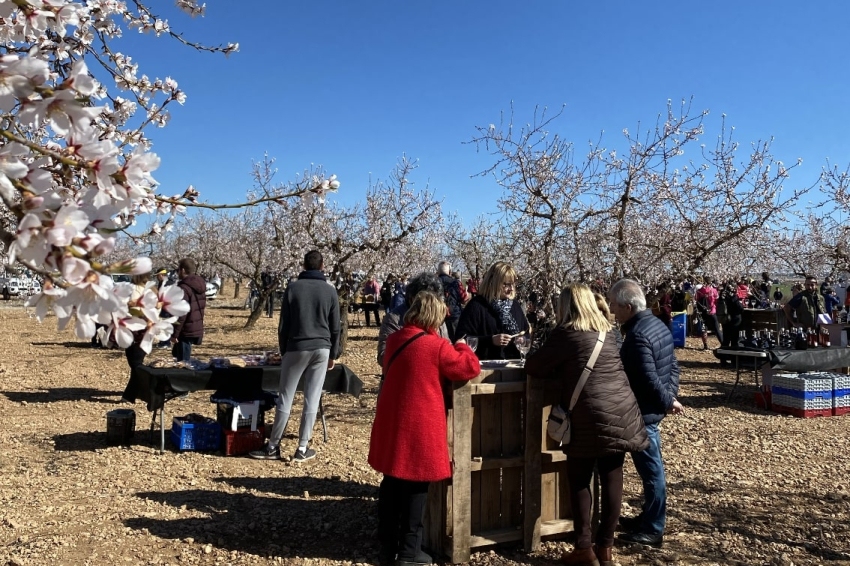 Vermouth among flowering almond trees in Arbeca