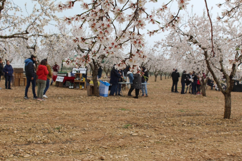 Vermut entre almendros floridos en Castelldans