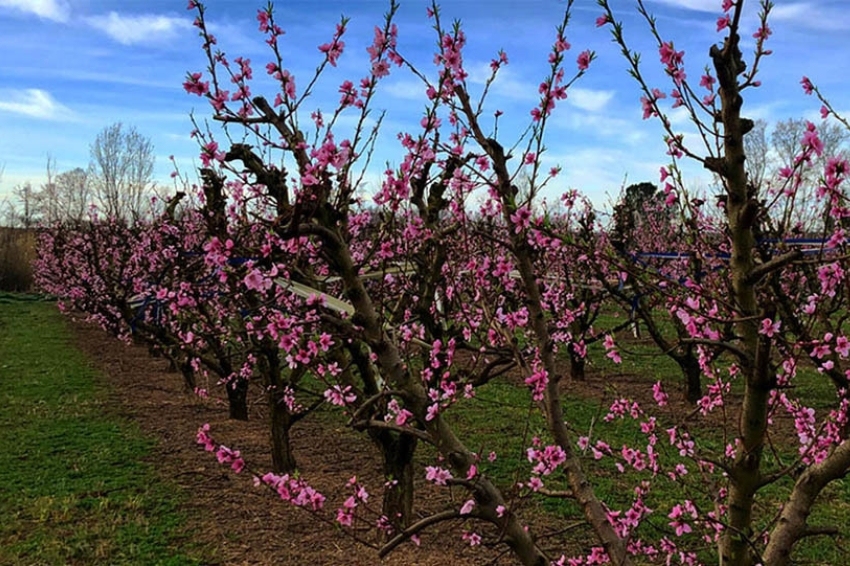Vermouth parmi les arbres en fleurs avec musique live à Alfarràs