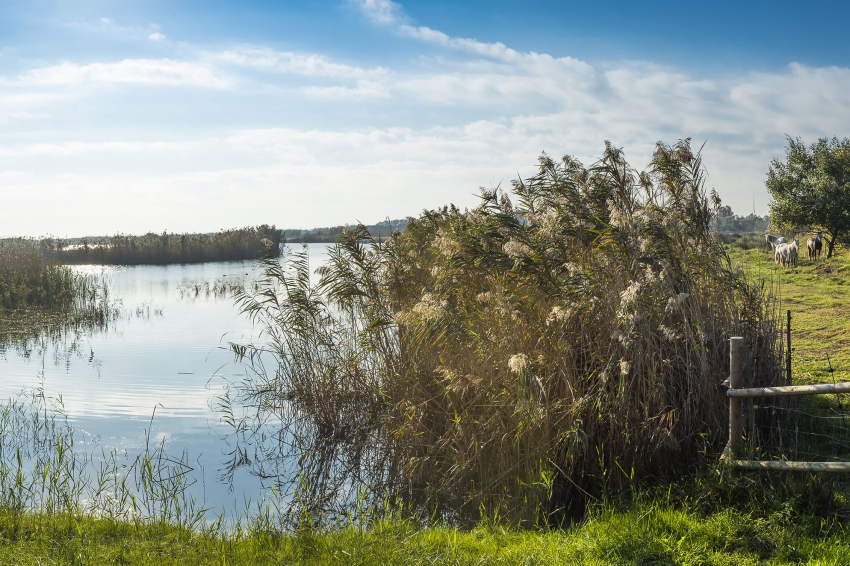 Guided tour of the Philippine Maresma in the Llobregat Delta