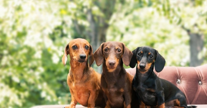 Hébergement acceptant les animaux