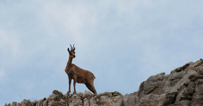 Découvrez la faune indigène de la Catalogne