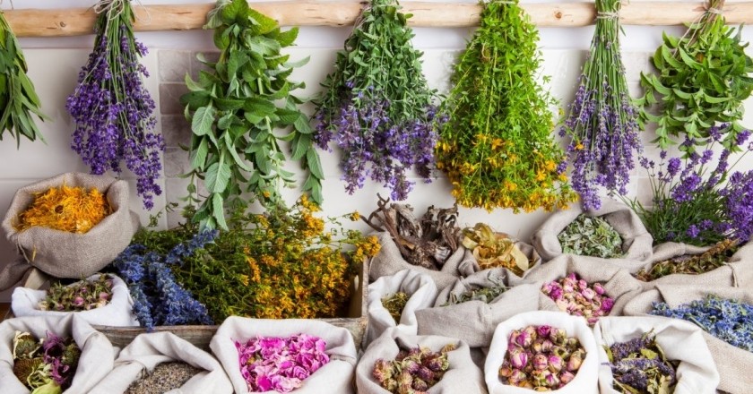 Natural cosmetics and medicinal plants in Catalonia