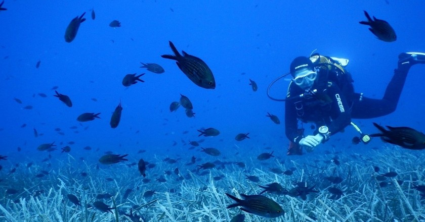 We dive along the Catalan coast