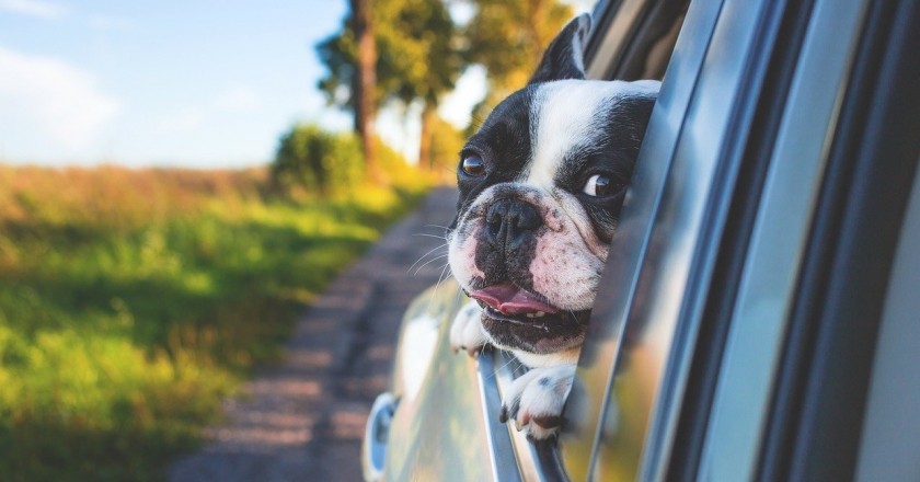 Indrets per visitar amb la teva mascota