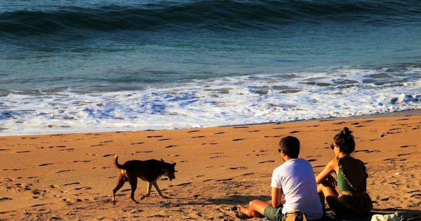 Les meilleures plages de Catalogne pour aller avec des chiens