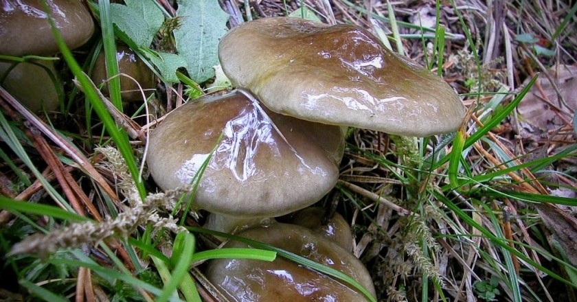 Il part à la recherche de champignons dans les forêts de Catalogne