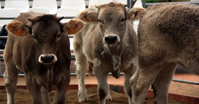 Vivez l'essence des foires aux bestiaux