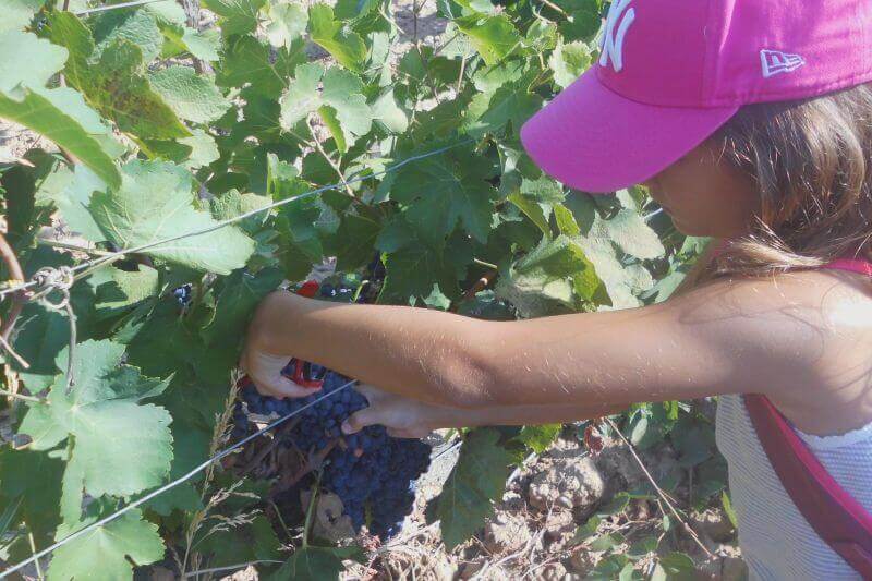 Sumarroca Wineries