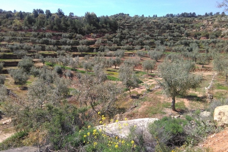 La Fraternal del Albagés cata de aceite