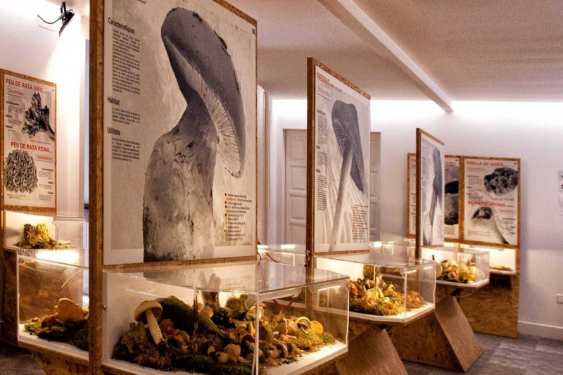 Museu d'Art del Bolet