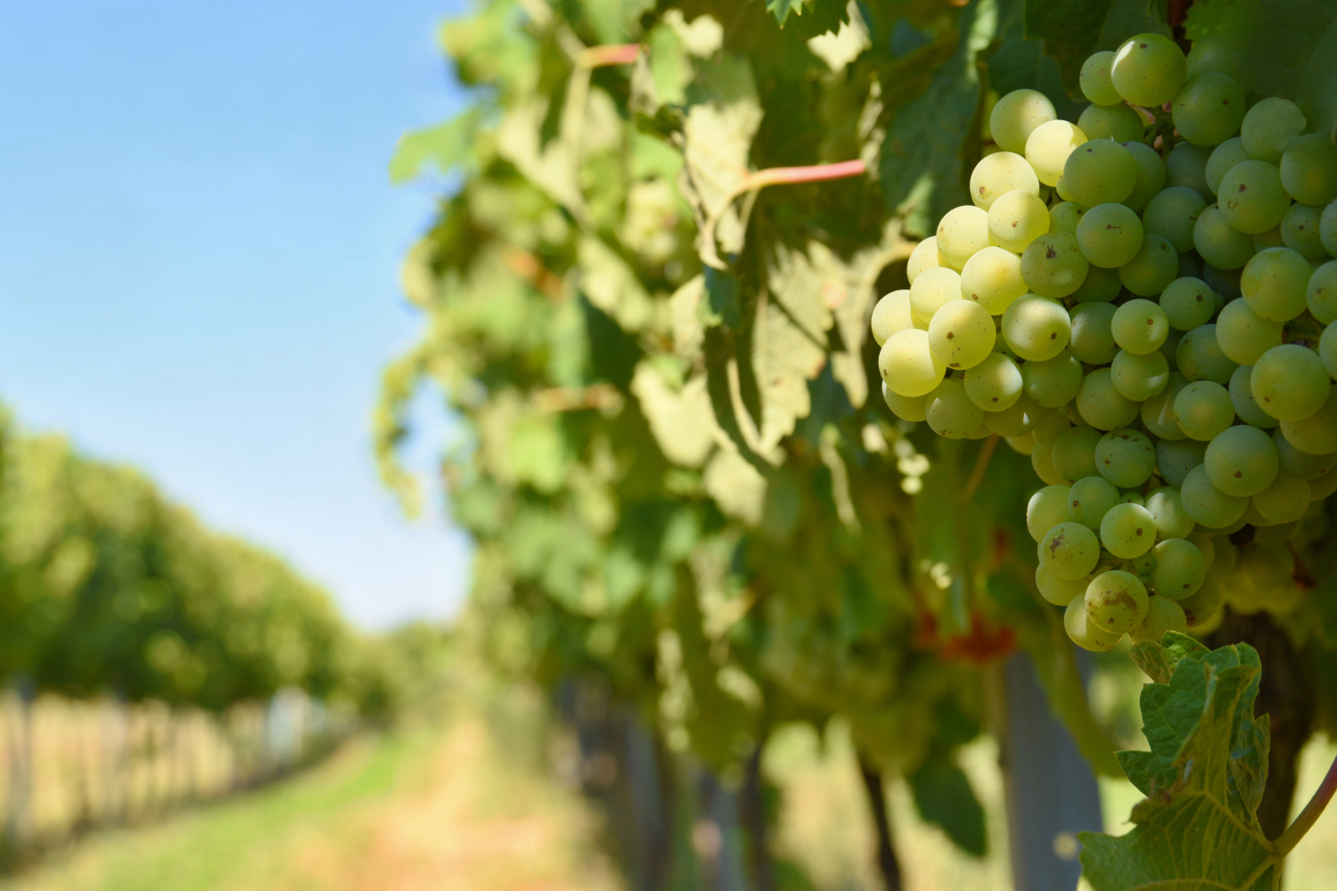 Verema al Penedès
