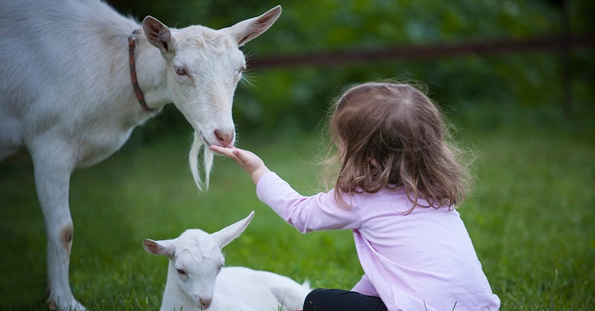 Fem turisme amb animals