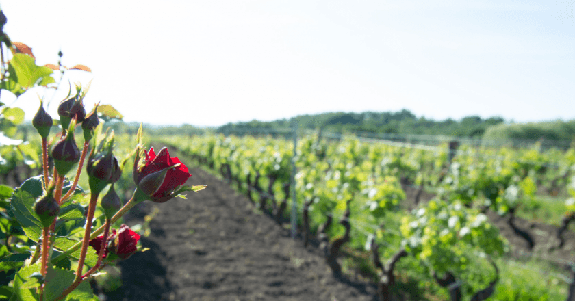 La Primavera del Cava al Penedès