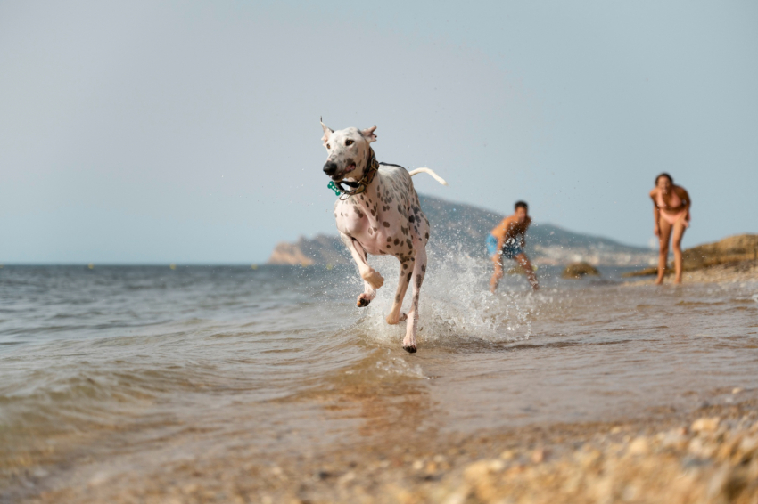 Les millors platges Pet friendly a Catalunya!