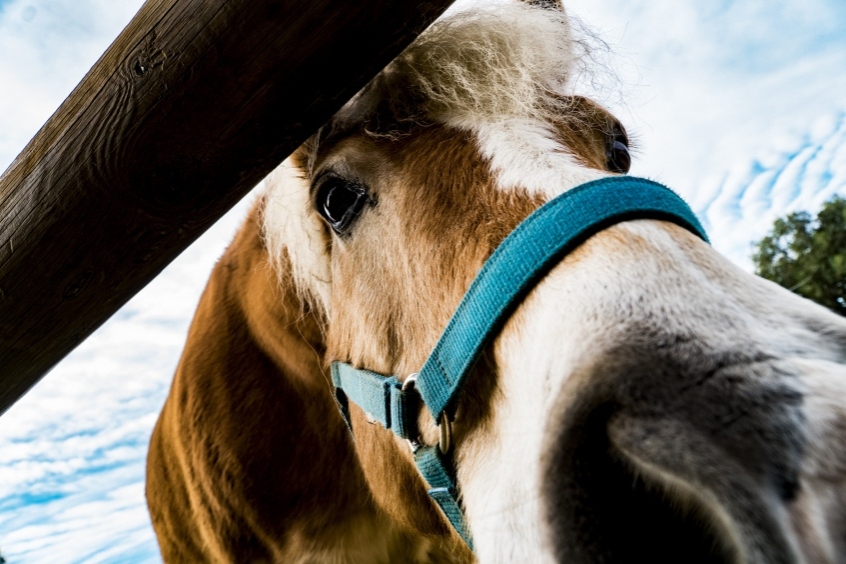 Tirage au sort: 5 billets pour une visite familiale à l'école de ferme Corral de Neri