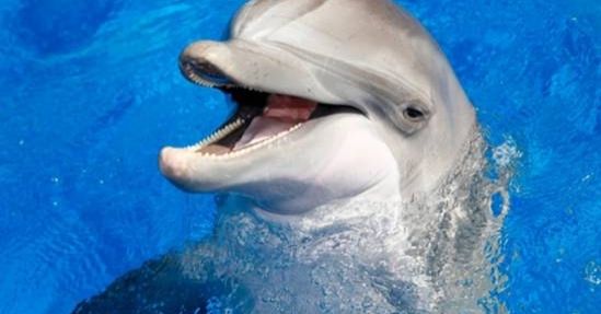 Sorteig: entrades a Marineland