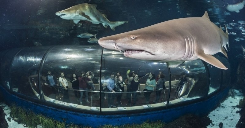 Sorteig Facebook: L'Aquàrium de Barcelona
