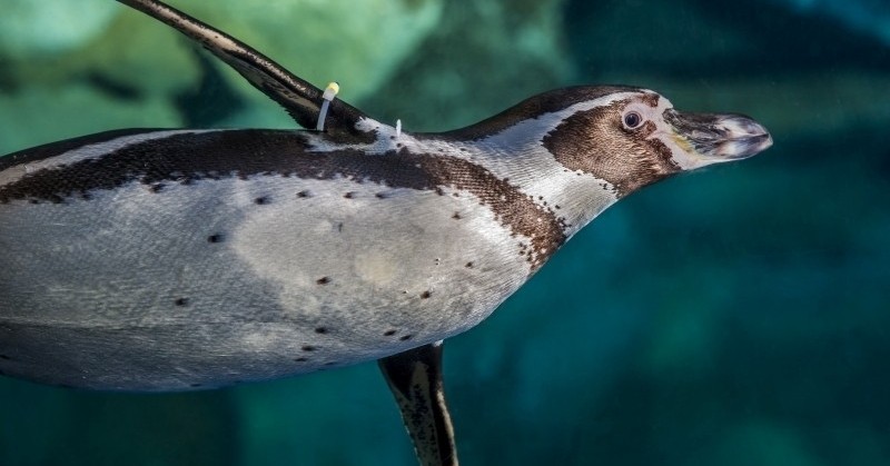 Sorteig Instagram: Tres entrades dobles a L'Aquàrium de Barcelona