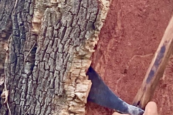 From the tree to the cork, Cork Museum of Catalonia