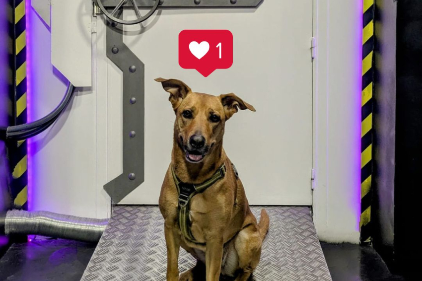 Escape room with your dog with Cronologic Escape Room!
