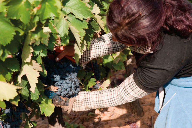 El Pla del Penedès