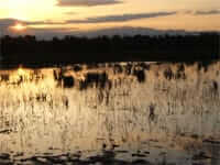 Empordà Marshes