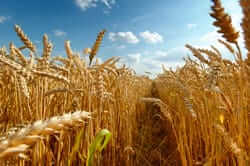 The bread in the Llucanes (wheat wheat)