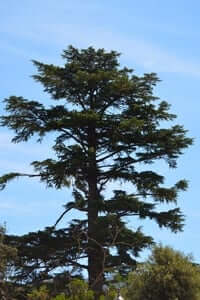 Arraigados: árboles singulares y monumentales (Cedro Del Jardín De los Salesianos)