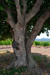 Arrelats: arbres singulars i monumentals (Figuera De La Finca De Les Muralles)