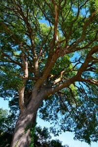 Rooted: unique and monumental trees (Lledoner De Poblet)