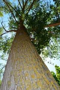 Rooted: arbres uniques et monumentaux (Poplar Torrents)