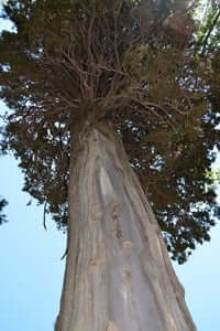 Rooted: unique and monumental trees (cypresses Torrents)