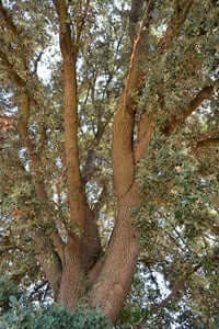 Rooted: unique and monumental trees (Encina De Las Planas)