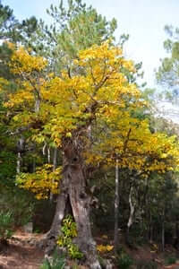 Rooted: unique and monumental trees (Chestnut De Castellfollit De La Roca)