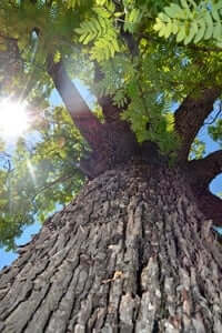 Rooted: unique and monumental trees (Servera De Riudabella)