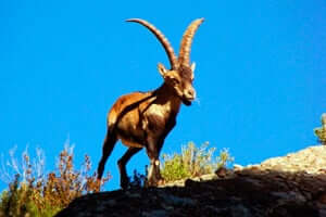 Parc Naturel de Els Ports de Beseit (Beseit Ports Salvatge Goat)
