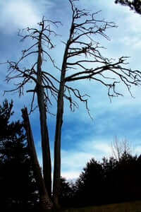 Arbres monumentaux de Catalogne (Le Pin aux Trois Branches)