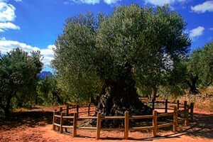 Arbres monumentals de Catalunya (Lo Parot Arbre Mes Vell De Catalunya)