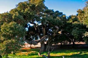 Arbres monumentaux de Catalogne (Encina Del Mas De Borbo)