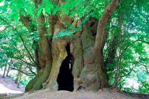 Monumental trees of Catalonia (Castaño En Gusano De La Casa Del Bosque)